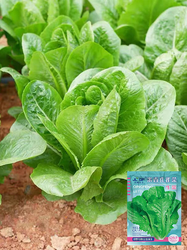 Green Peacock Lettuce