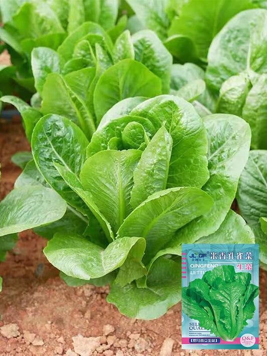 Green Peacock Lettuce