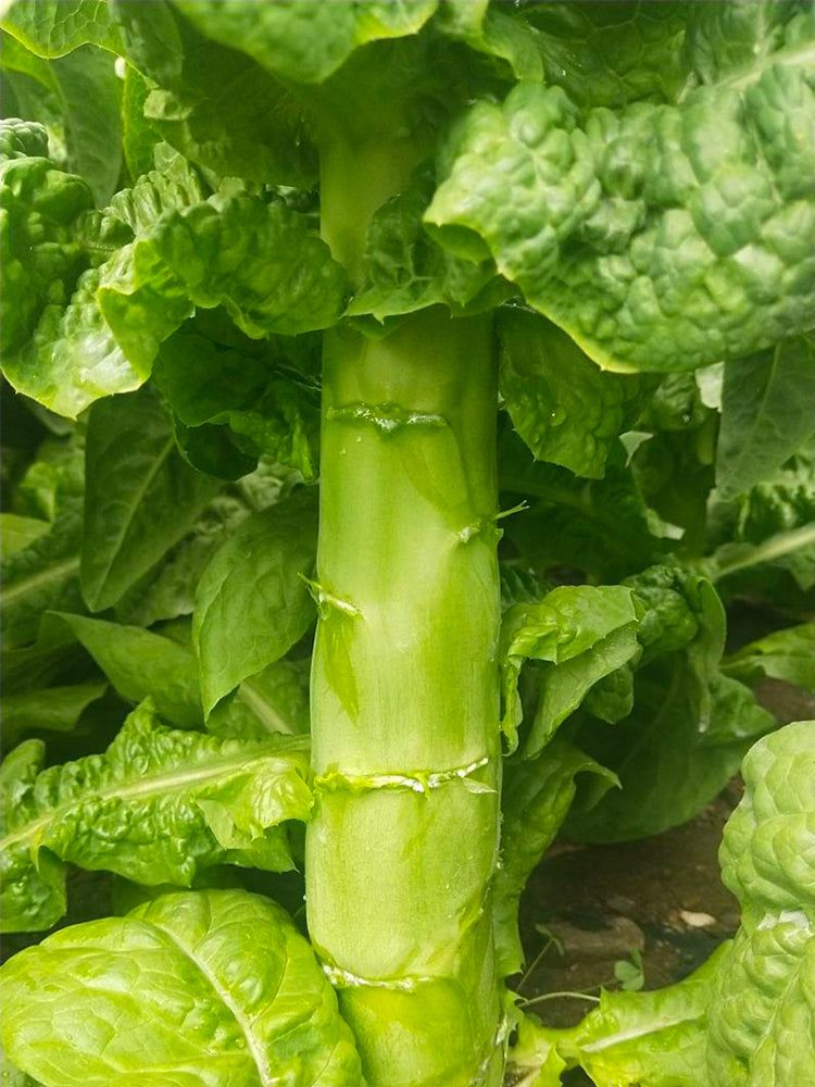 'Bimei' Stem Lettuce