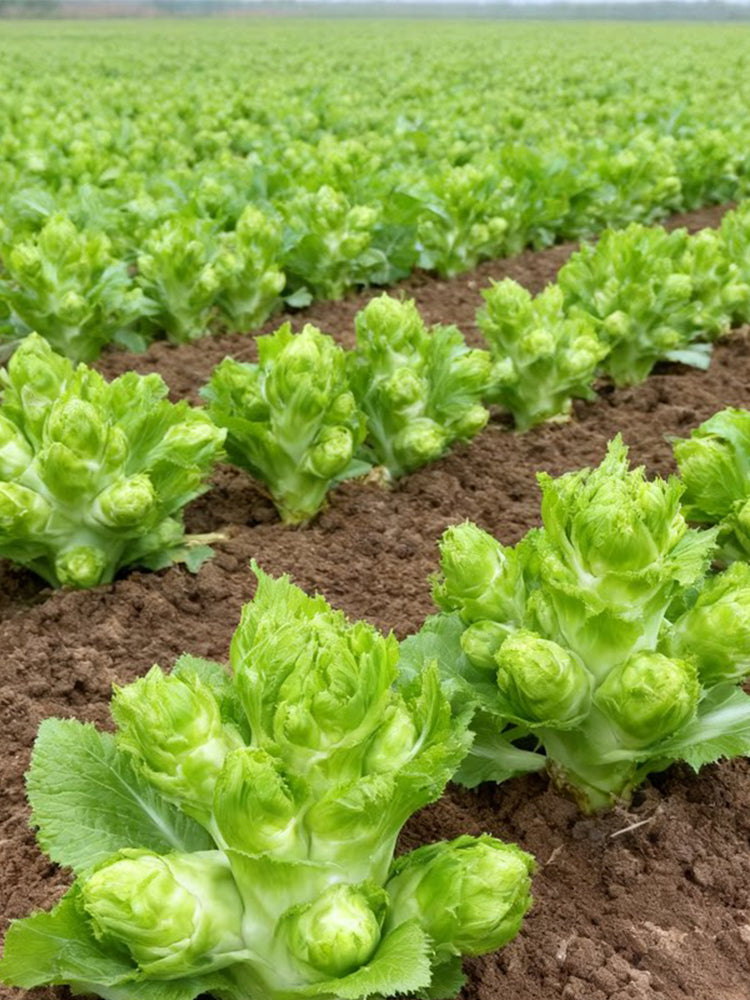 Keguang Baby Mustard Greens