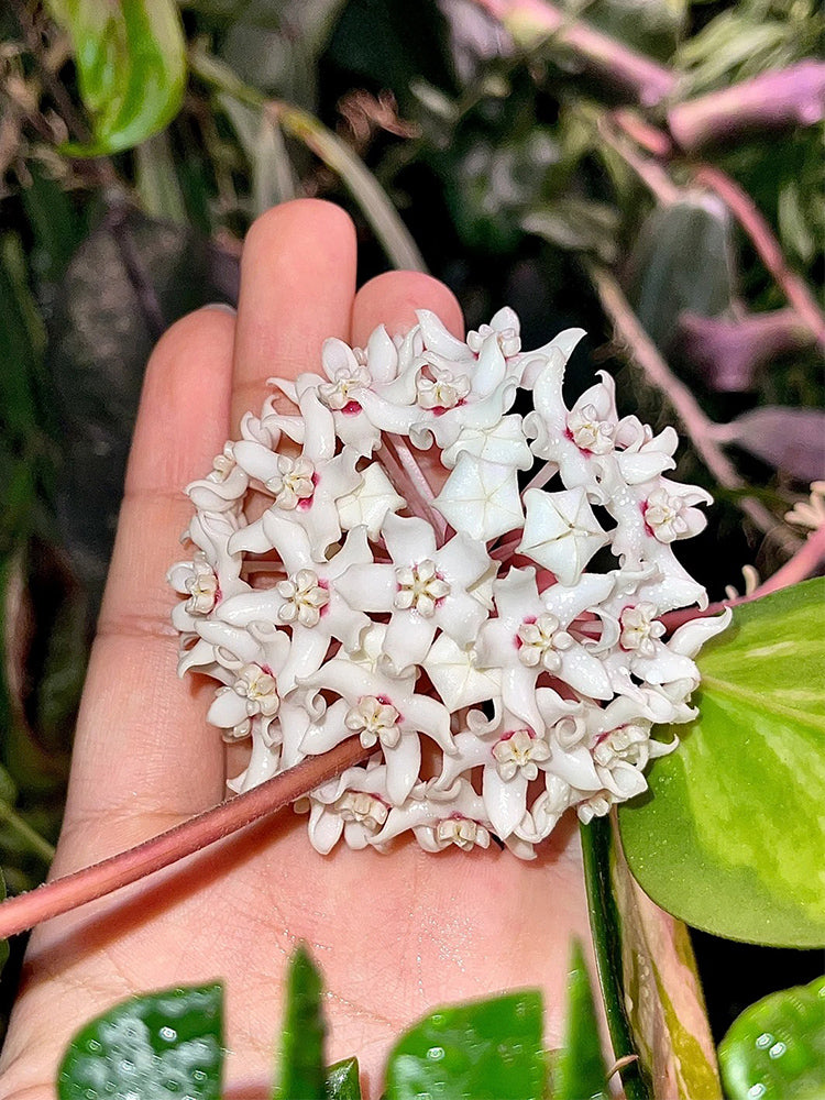Hoya australis
