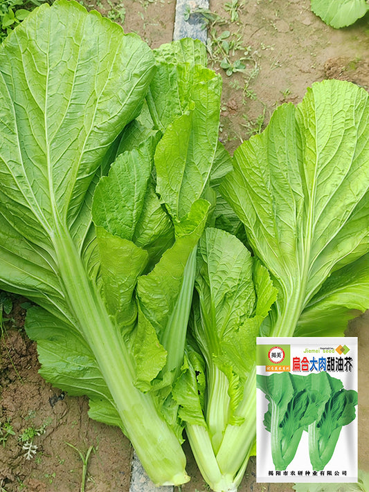 'Bianhe Darou' Sweet Leaf Mustard