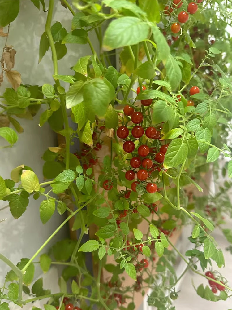 Red Currant Sweet Pea Tomato