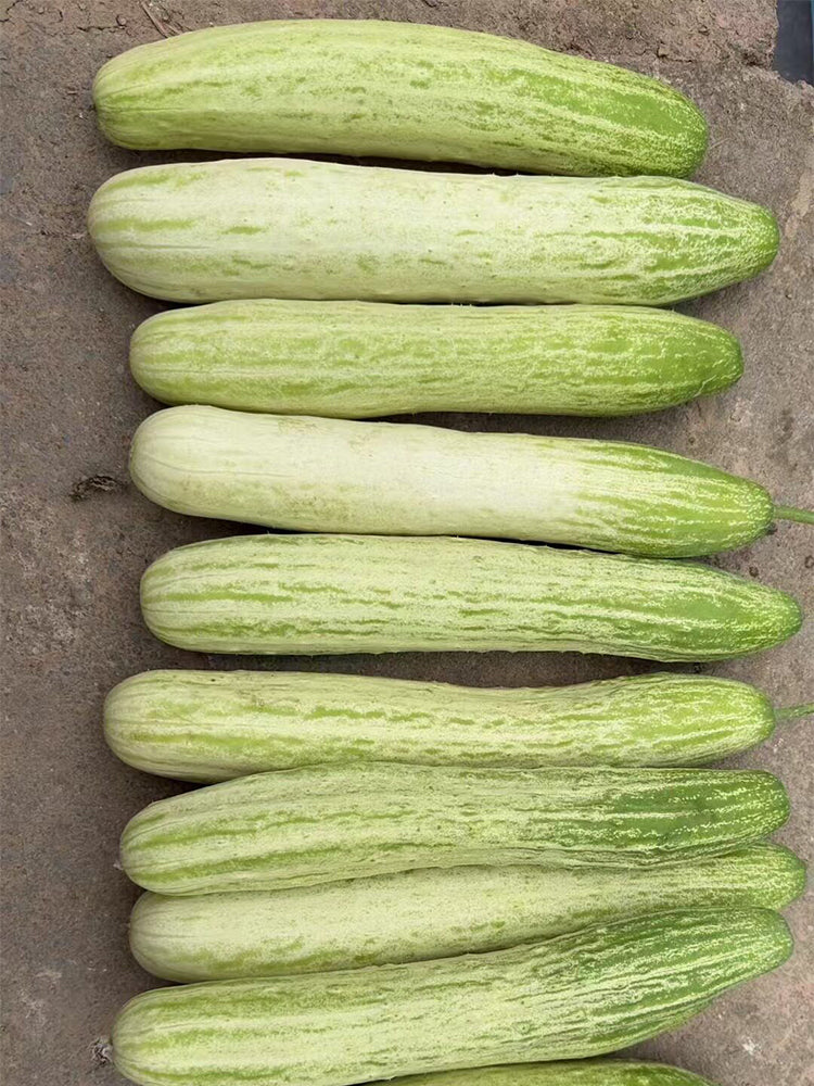 'Yanbai No.7' Long Green-and-white Cucumber Hybrid