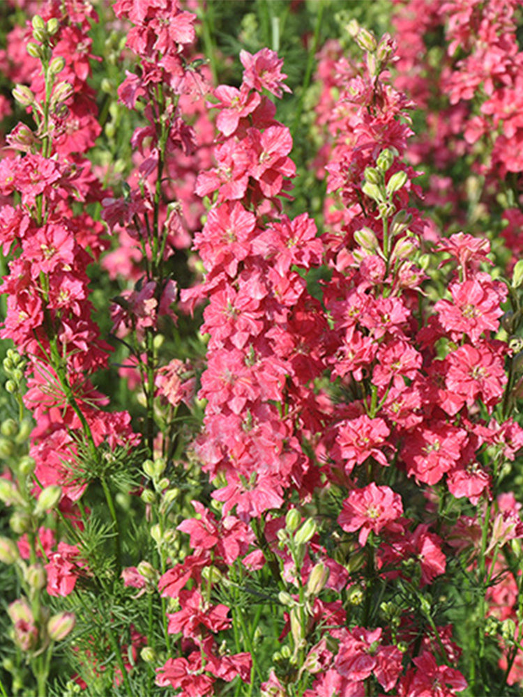 Red Rocket Larkspur
