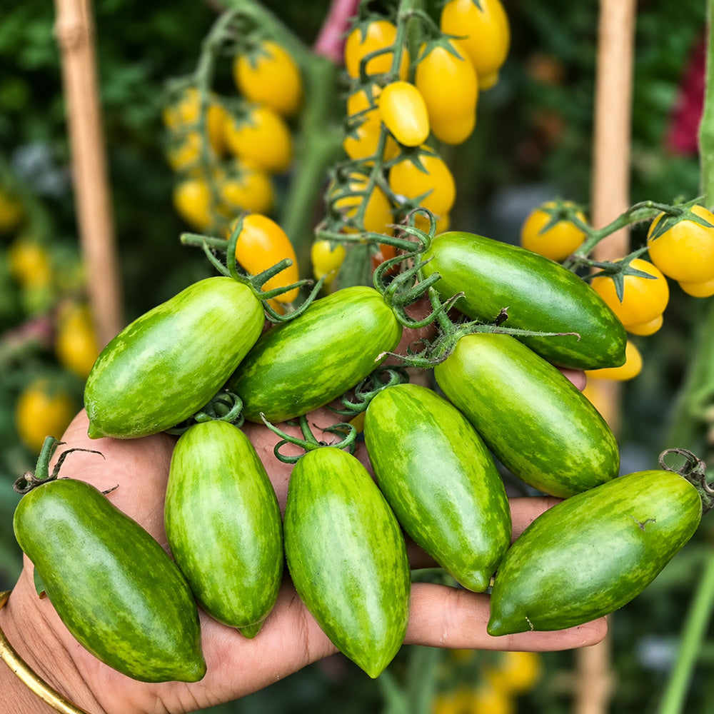 551 Emerald Green Tomato