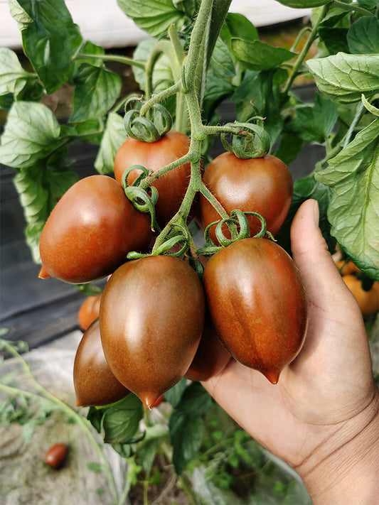 Purple Roman Tomato
