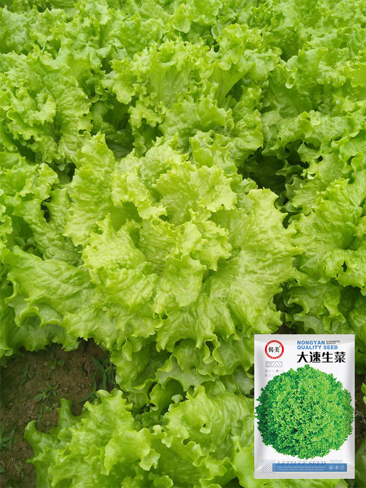 'Jiemei' Fast-Growing Loose-Leaf Lettuce