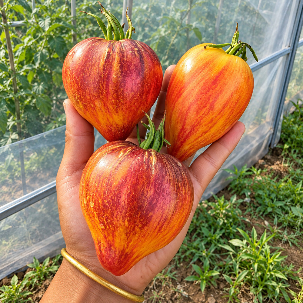 483 Eden's Garden No. 6 F5 Tomato
