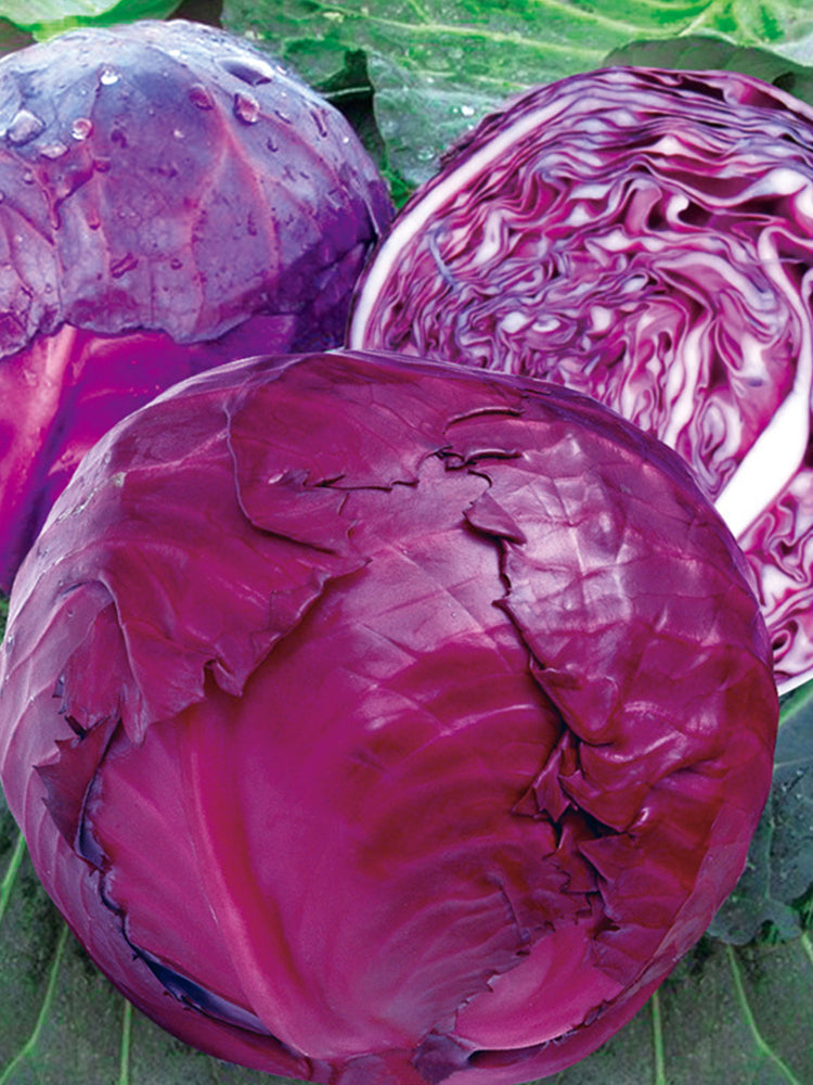 Violet Cabbage