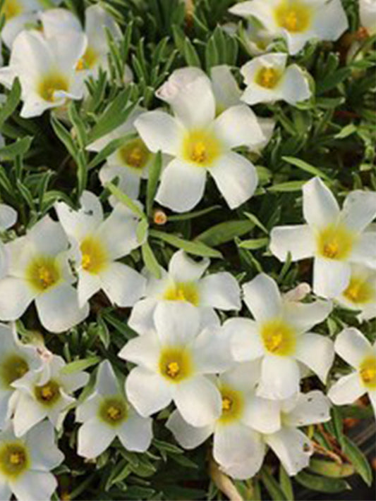 Oxalis massonorum Series Bulbs