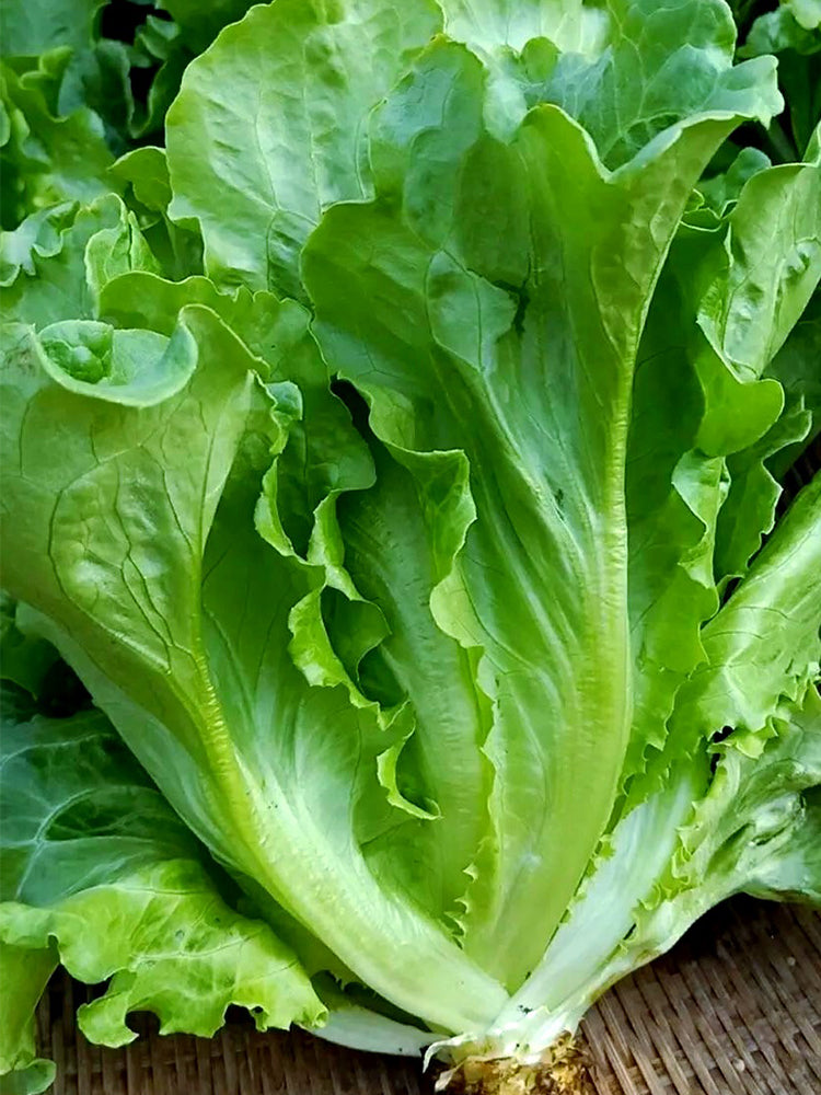 'Lvmei' Italian Leaf Lettuce