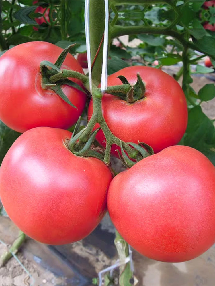 Maofen 802 Tomato