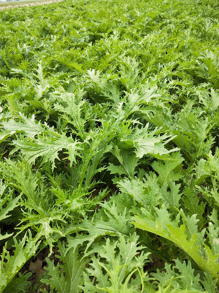 Hybrid Potherb Mustard