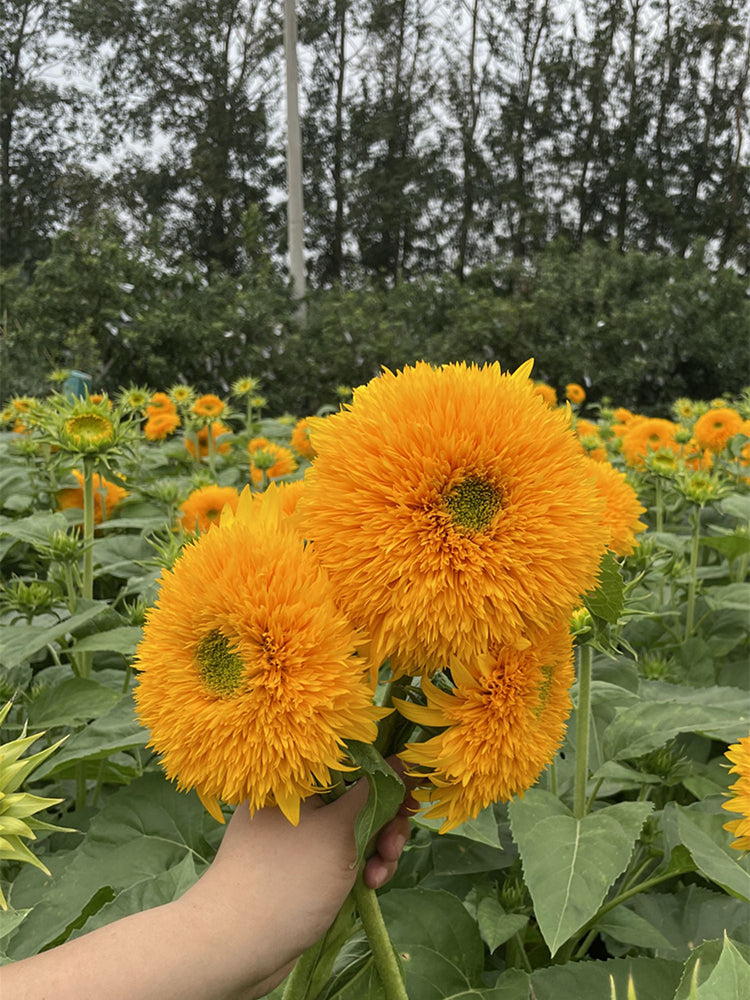 Teddy Bear Sunflower