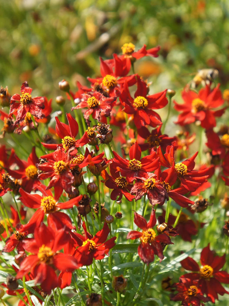 Red Plains Coreopsis