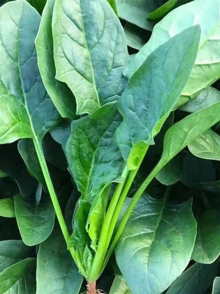 Spring-Autumn Large-Leaf Spinach
