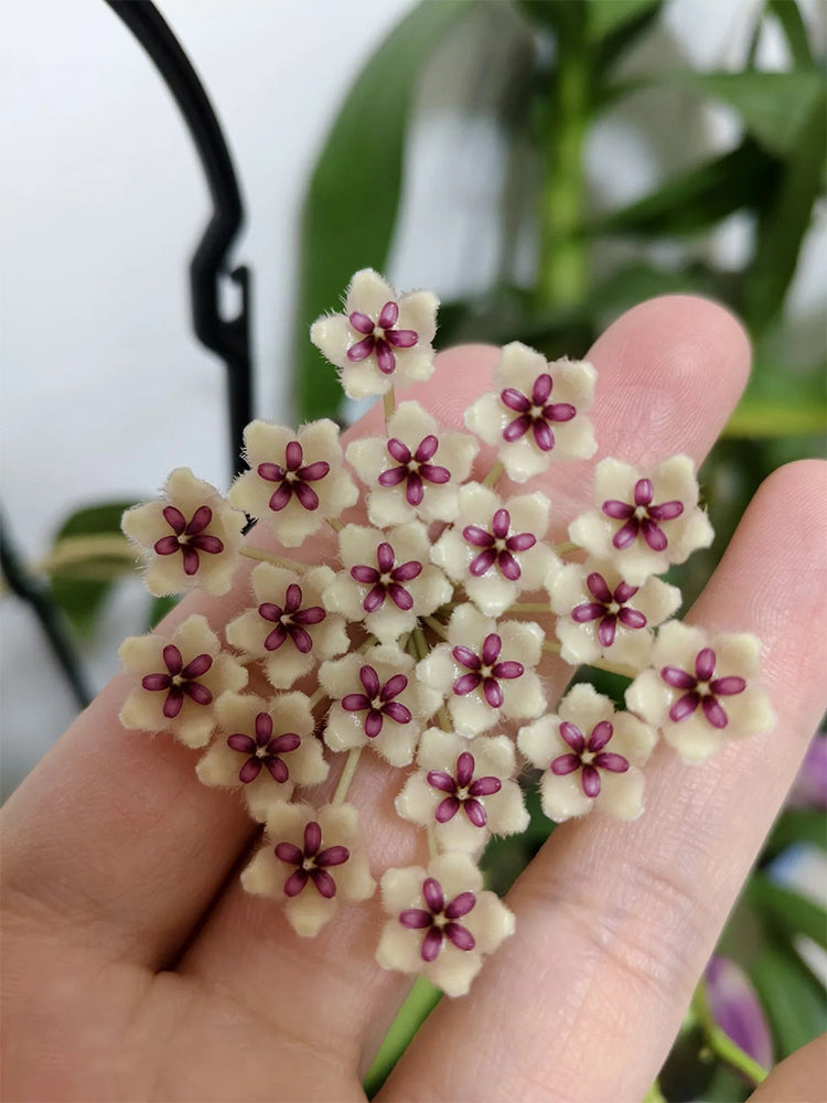 Phuwua Hoya Stem Cuttings