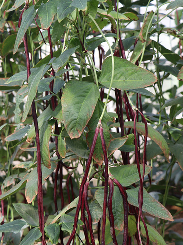 Spring-Autumn Red Cowpea