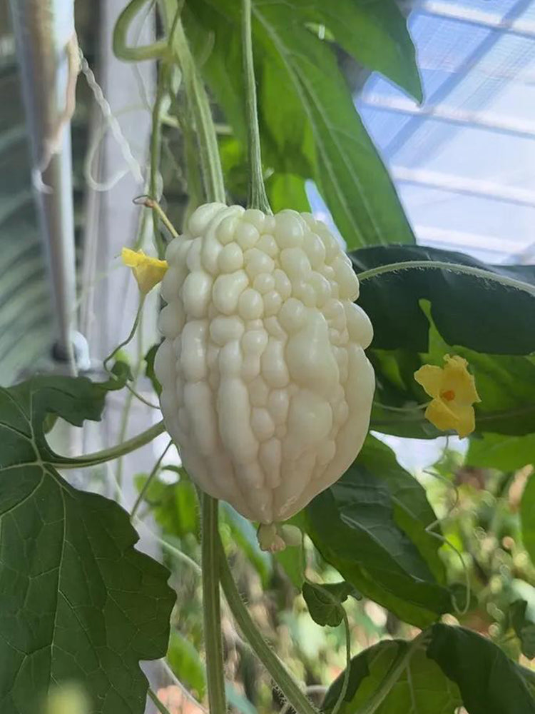 Apple Bitter Gourd