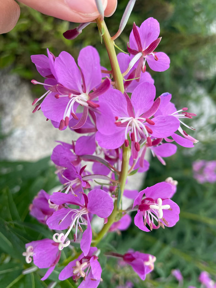 fireweed (Chamerion angustifolium)