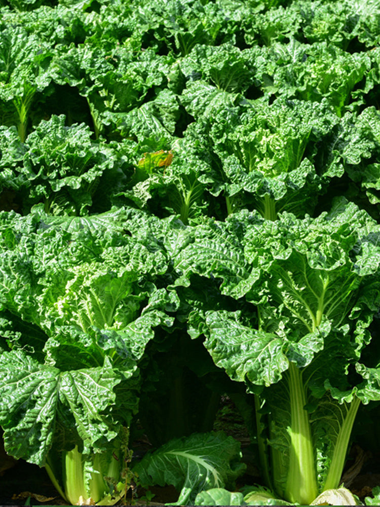 Super Green Pioneer Chinese Cabbage