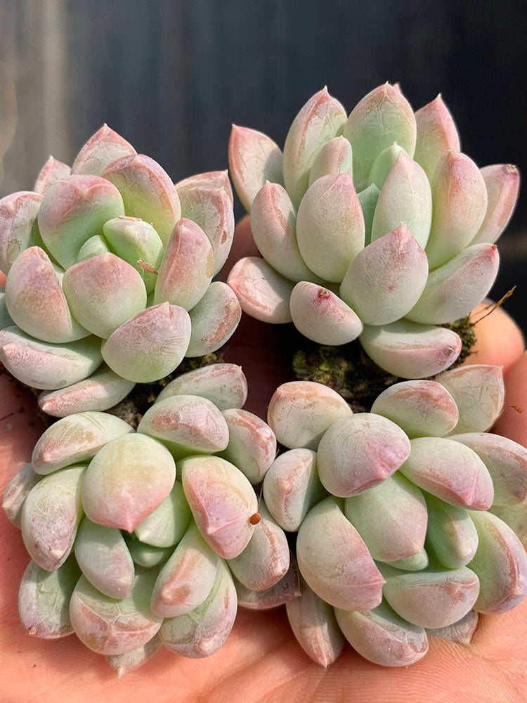 Echeveria cv. 'Illusion'