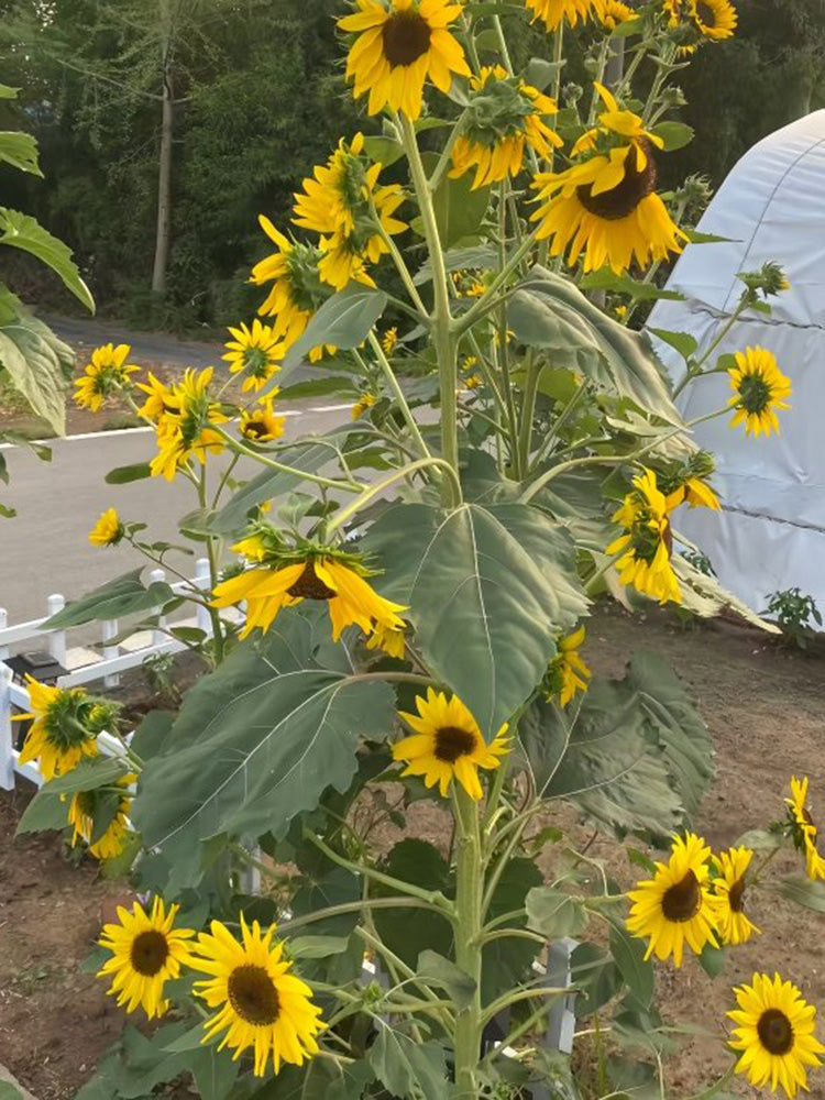 Giant Branching Sunflower