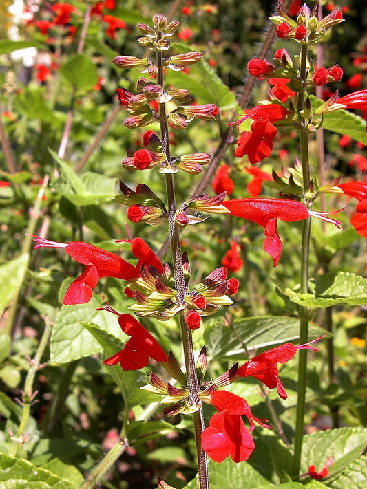 Red Flowering Sage