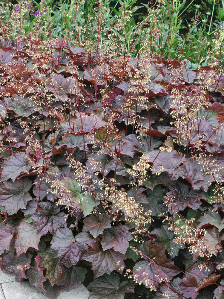 Purple Palace Heuchera