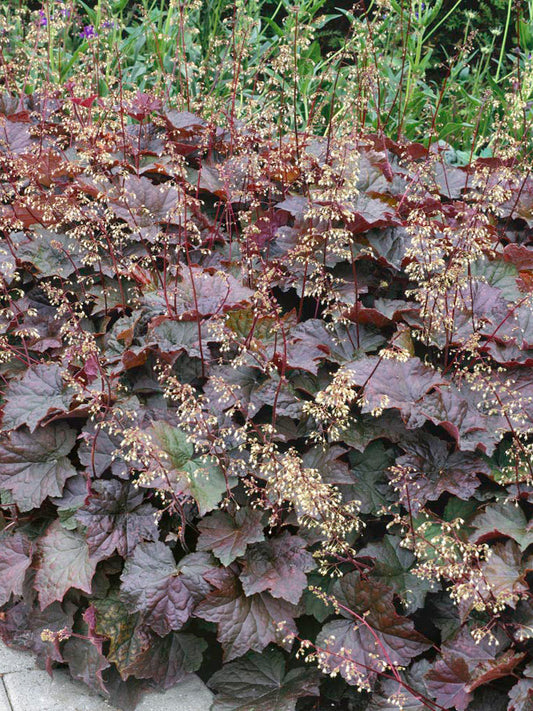 Purple Palace Heuchera