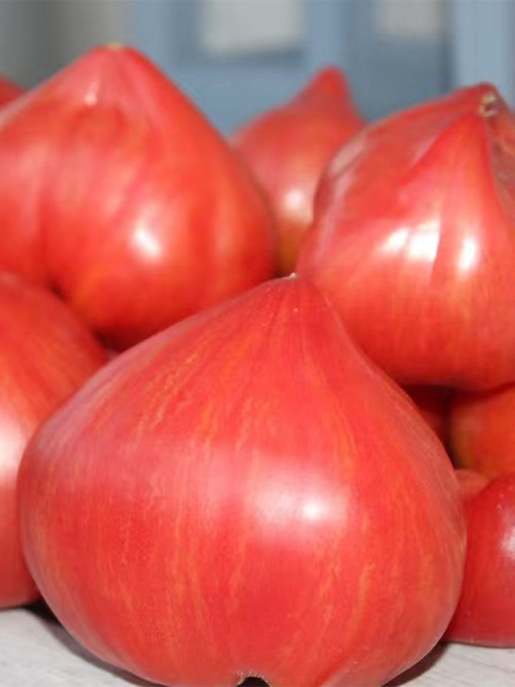 Tree of Hearts Tomato