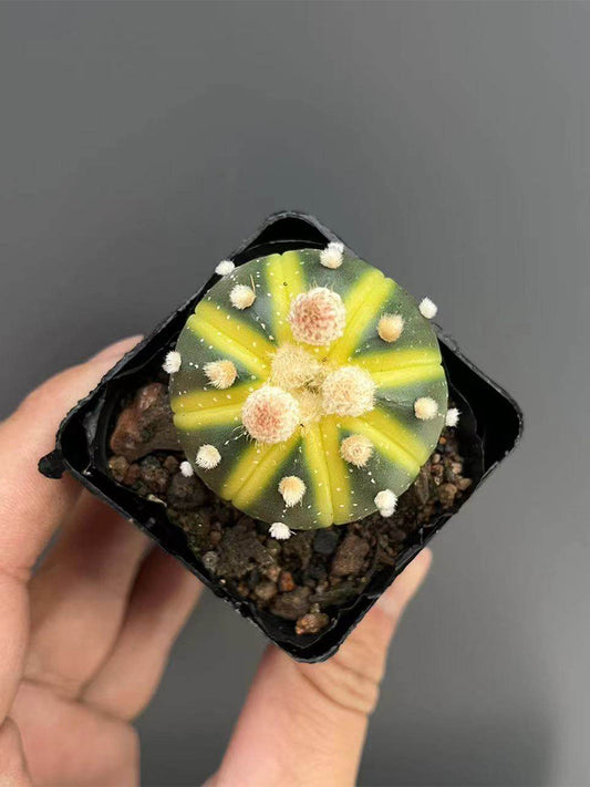 Astrophytum asterias Variegata
