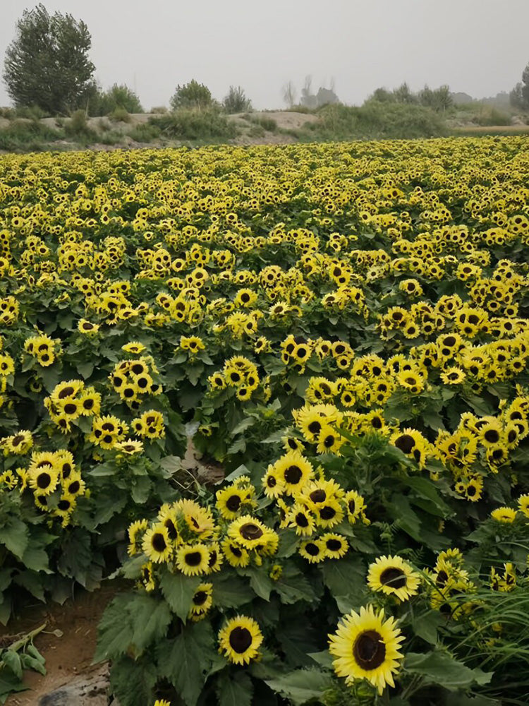 Duotou Nuanyang Sunflower