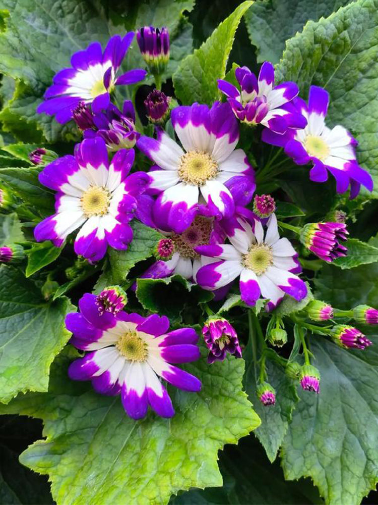Mixed Colors Large-flowered Cineraria