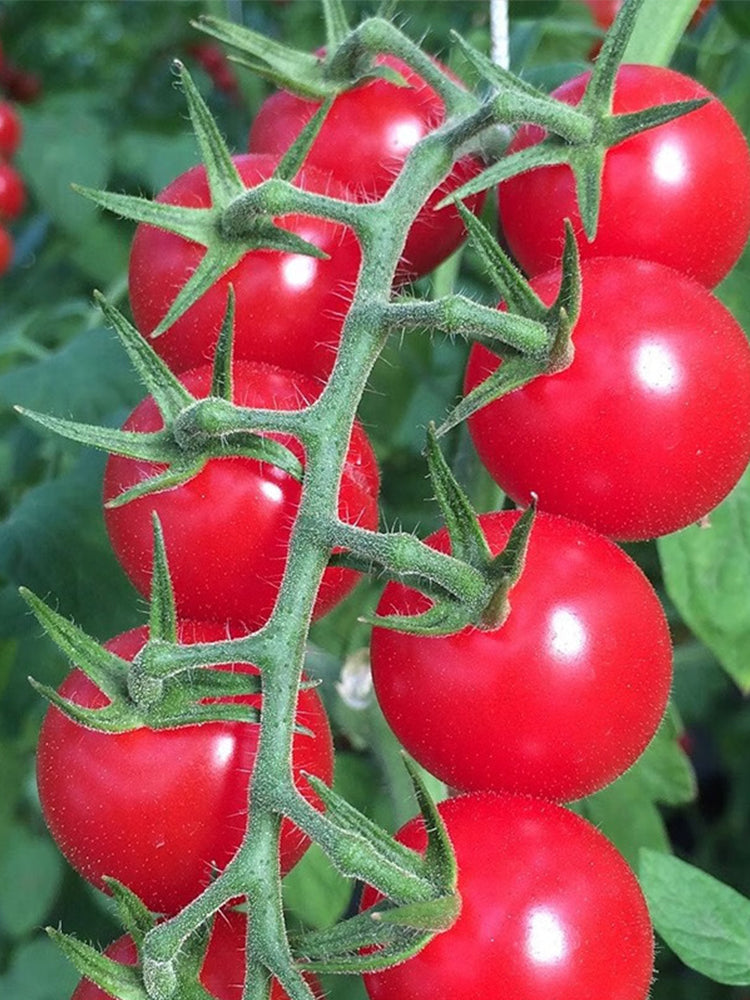 'Red Millennium' Cherry Tomatoes