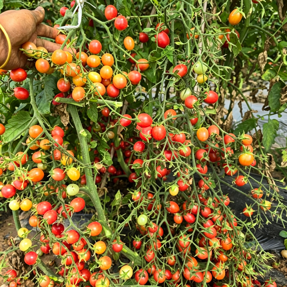 773 Pink Waterfall Cherry Tomato