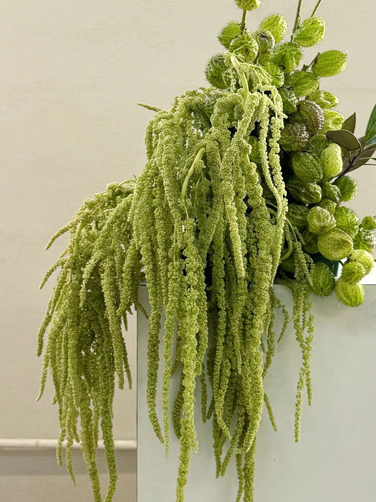 Green Love-lies-bleeding Flower
