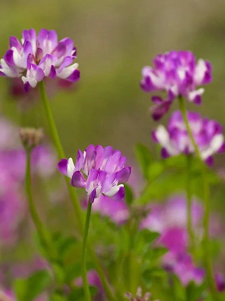 Chinese Milkvetch