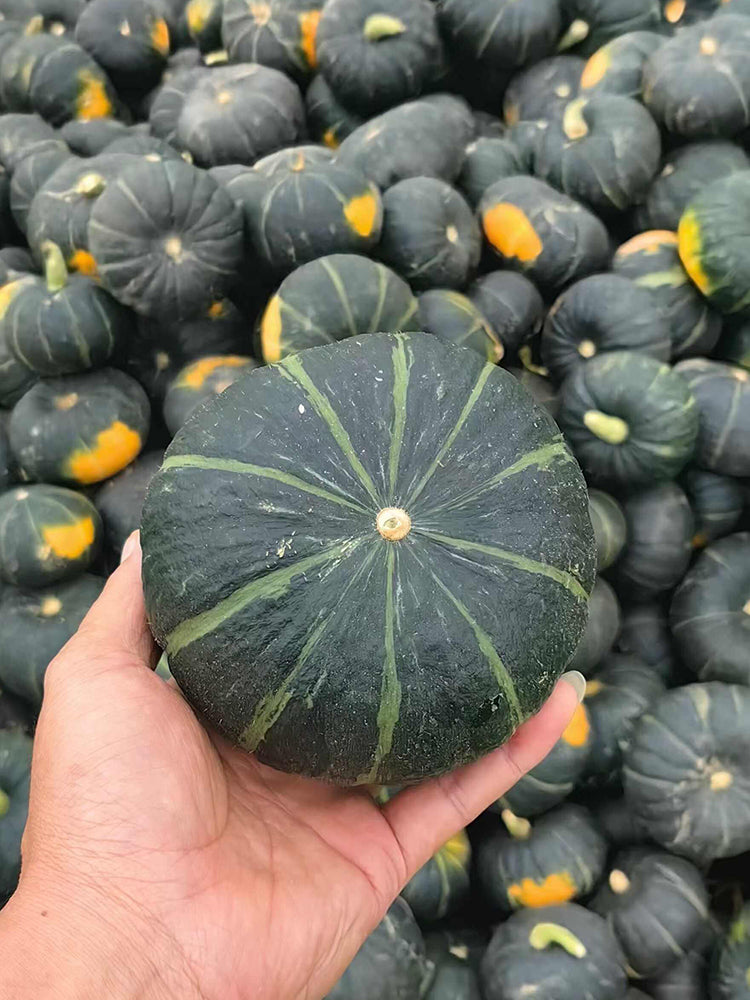 Tianbei No.6 Pumpkin