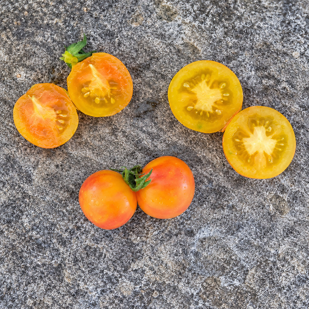 366 Marizol Magic Tomato