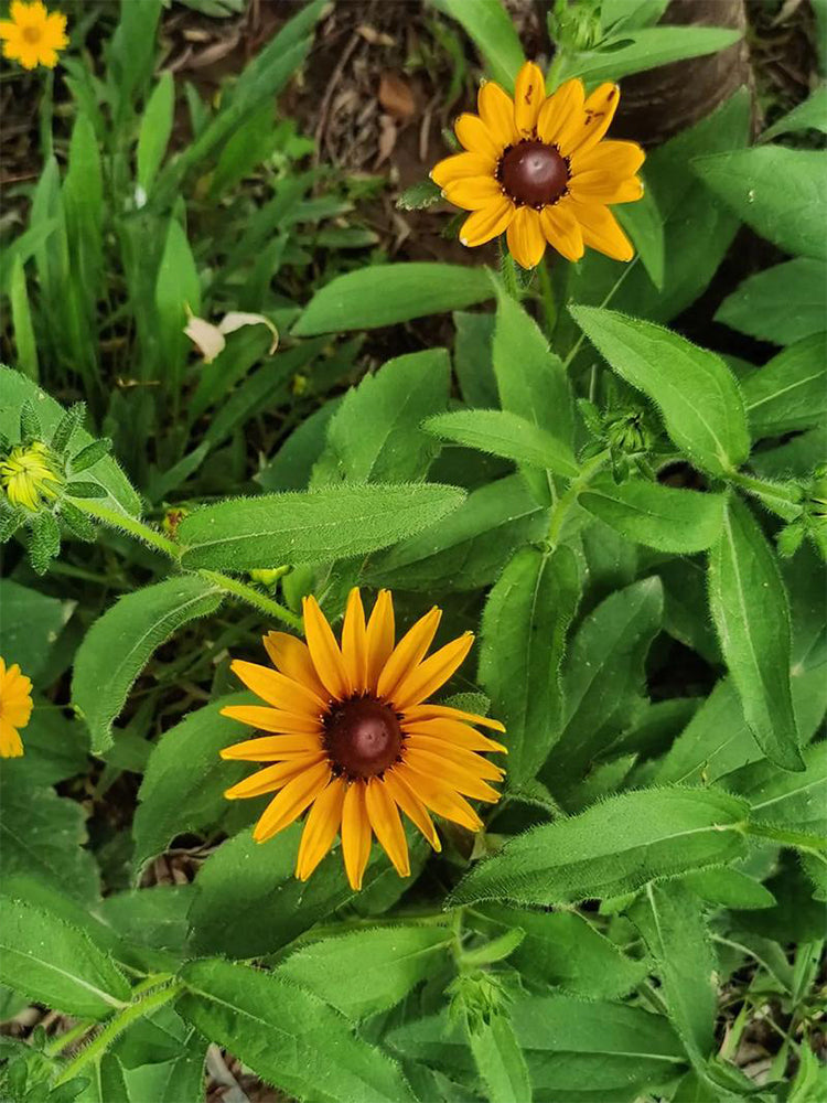 Hezhichun Dwarf Black-eyed Susan