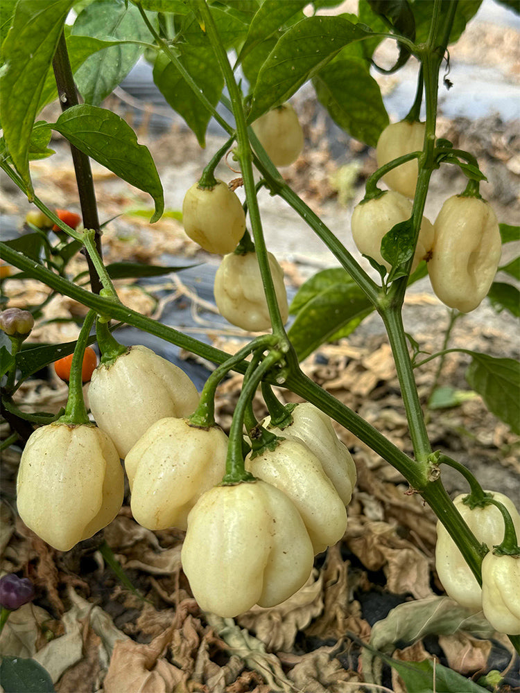 White Habanero Pepper