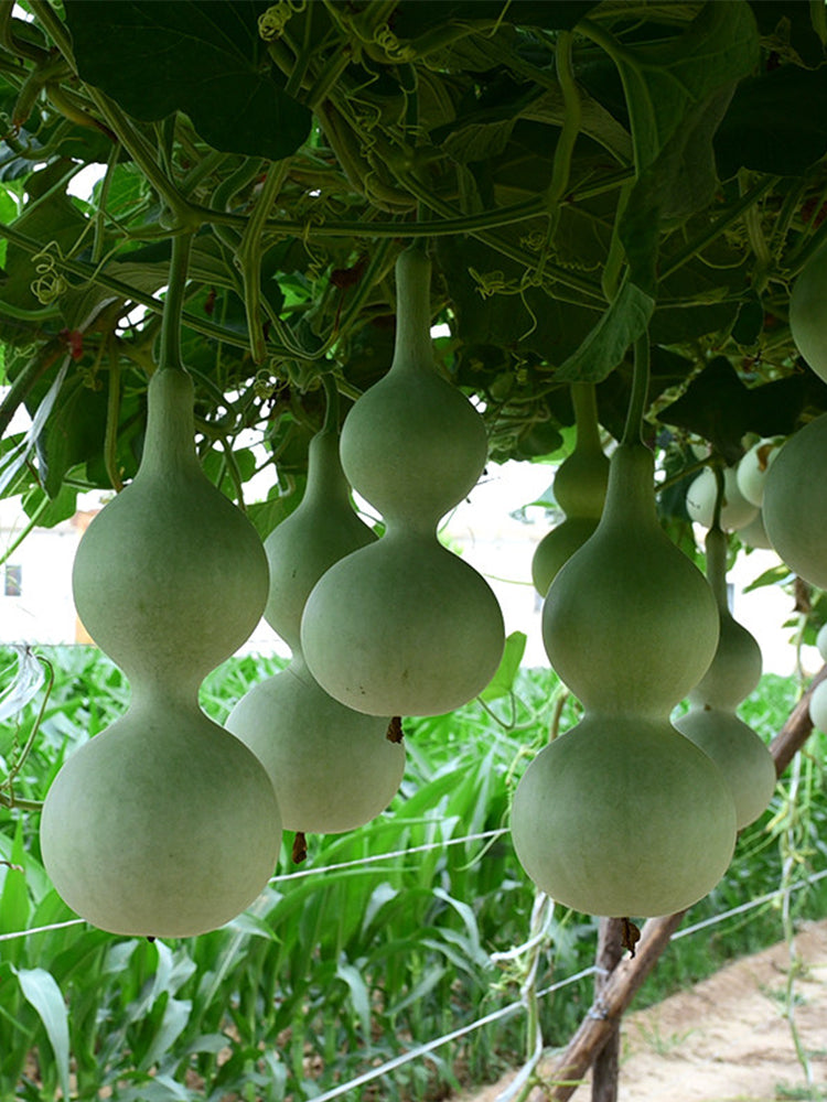 Hezhichun 'Slender Waist' Bottle Gourd