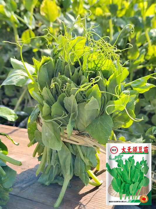 Jiemei Beardless Pea Shoots