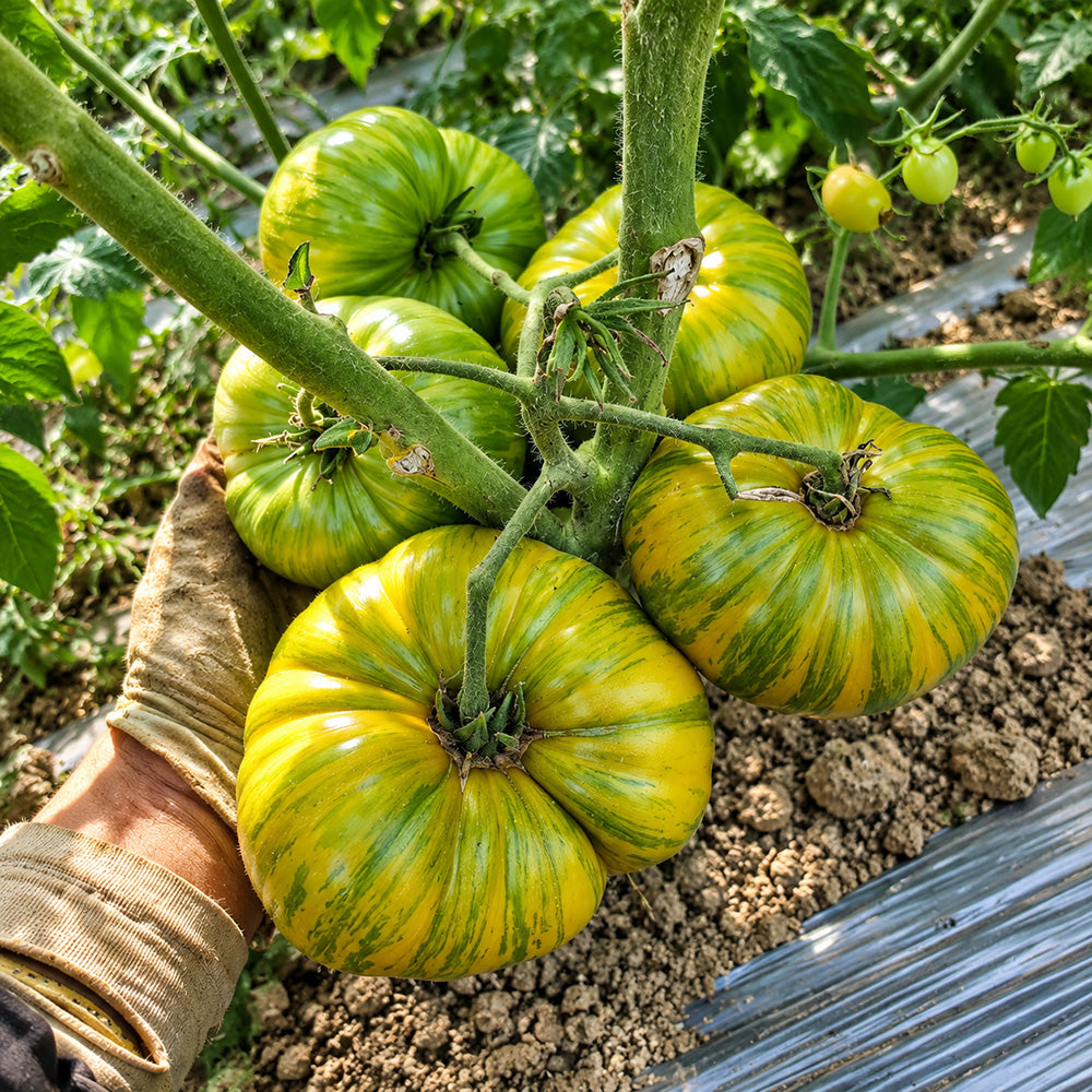 305 Dwarf Rebel Yellow-Green F4 Tomato