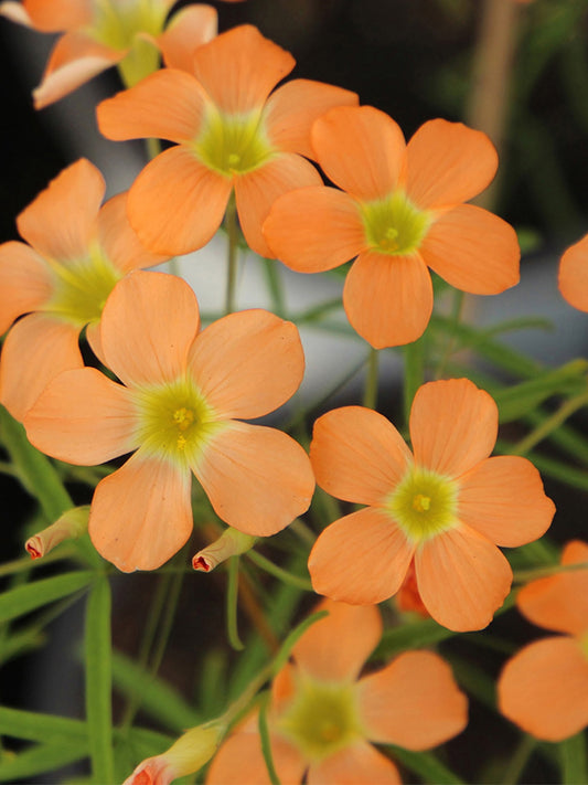 Oxalis obtusa Series Bulb - 'Gracilis'