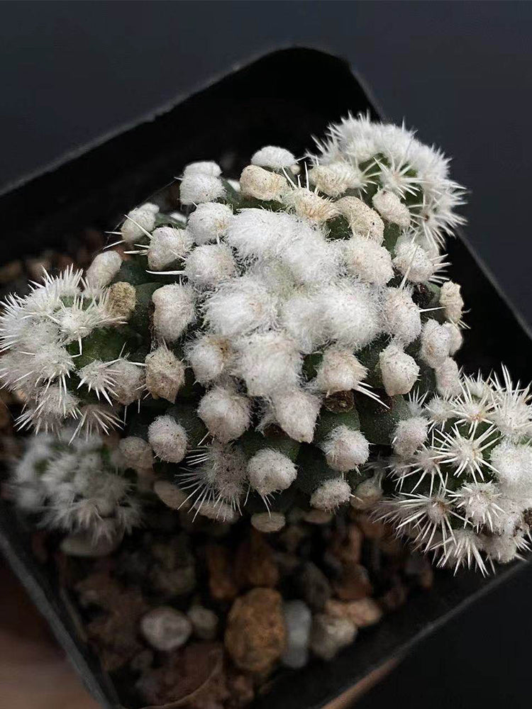 Mammillaria gracilis 'Arizona Snowcap'