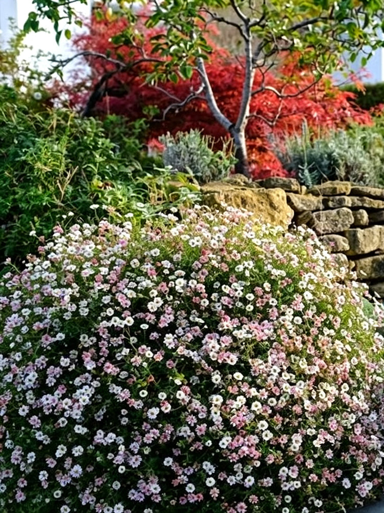 Mexican Fleabane