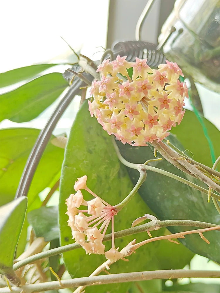 Hoya vitellina Unrooted Stem Cuttings